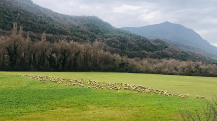 Rebaño en los montes pirenaicos