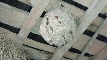 Aspecto que tenía el nido en Viñas de Sanabria