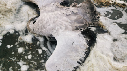 grulla muerta por gripe aviar en Cantogallo