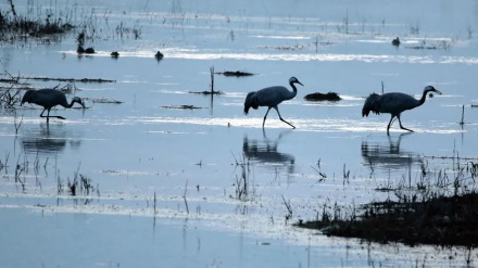 Grullas en las Tablas de Daimiel
