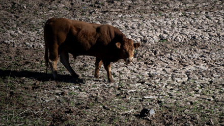En breve llegarán las nuevas vacunas