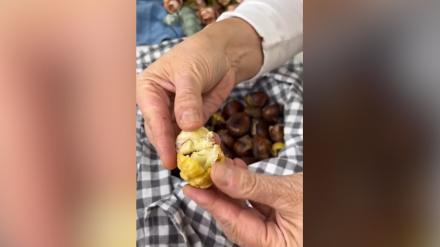 Anna Terés, preparando las castañas, en el vídeo