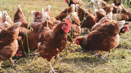 Foto de archivo de cría de gallinas al aire libre