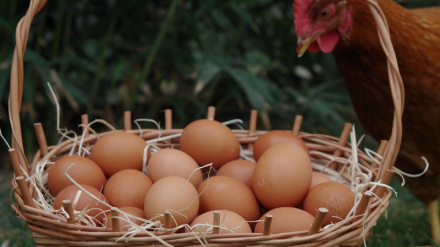 Medidas preventivas para evitar la llegada de la gripe aviar a La Rioja