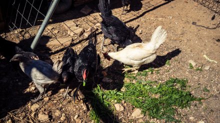 Gallinas en una granja en el campo cerca del pueblo de Carmona