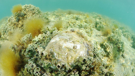 Ostras, la esperanza para el Mar Menor