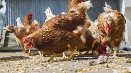 Las gallinas deberán estar protegidas por mallas pajareras