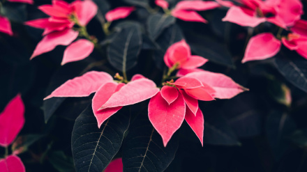 La flor rosa y resistente que se convierte en la alternativa perfecta a la Flor de Pascua