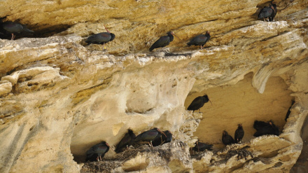 Ibis eremitas en el Zoobotánico Jerez