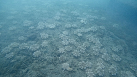 Hallazgo medusa en Almería