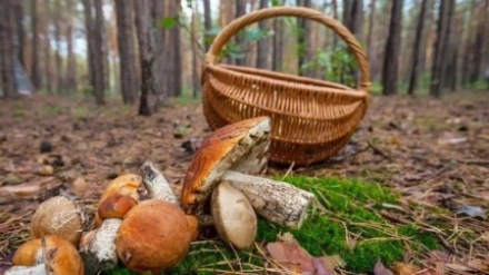El Parque Micológico del Bierzo (León) da el paso definitivo para ser una realidad