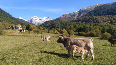 Ganadería extensiva