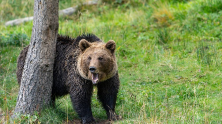 La búsqueda de comida de los osos tras los incendios pone en jaque a los apicultores de El Bierzo (León)