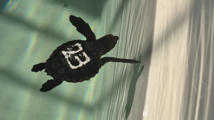 Una de las tortugas bobas llegadas al Acuario de Gijón desde Cartagena