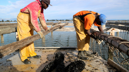 Los mejilloneros siembran un millón y medio de kilos de cría comprada de nuevo en Italia y Grecia por la mortalidad del verano