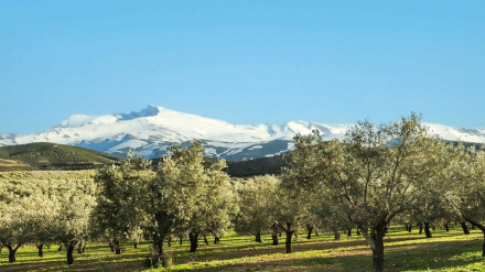 Olivar junto a Sierra Nevada.