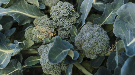Vista de una planta de brócoli, la estrella de la huerta lorquina, en una plantación