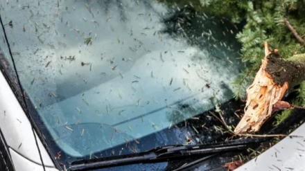 Incidente en la poda