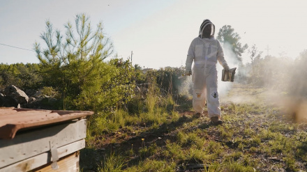 La Vespa velutina se distingue por su cuerpo oscuro, las patas con “calcetines” amarillos y un anillo naranja en el abdomen