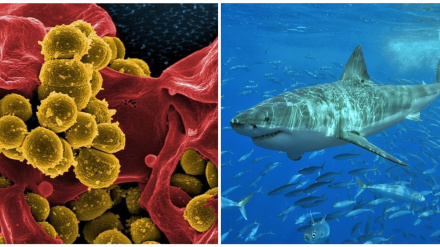 Desarrollan una fórmula universal para predecir el impacto de la temperatura en los seres vivos