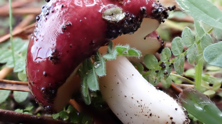 Seta recogida en el monte