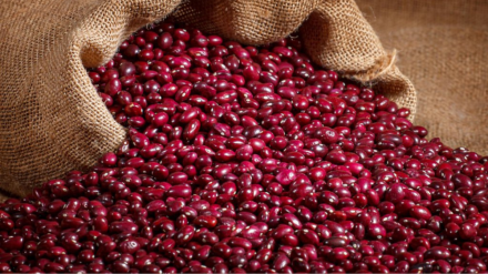 La campaña 2025 de Alubia de Anguiano: Buena en cantidad y calidad