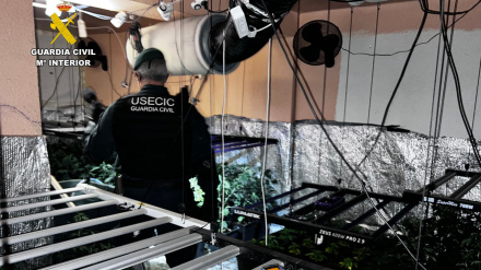 Así entró la Guardia Civil en la plantación de marihuana en una vivienda de Cuarte