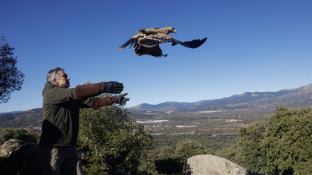 Carlos Novillo, soltando uno de los ejemplares de águila imperial en Moralzarzal