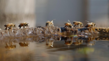 Las abejas ultilizan el agua para algo más que para beber