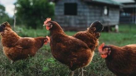 Gallinas al aire libre