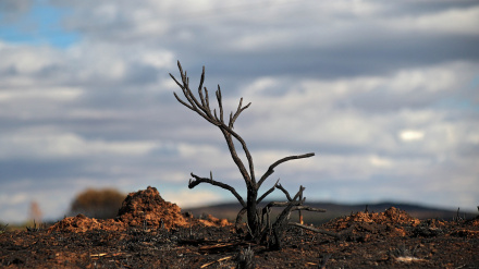 Incendios forestales en verano