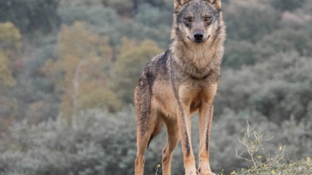 Imagen de archivo de un lobo.REMITIDA / HANDOUT por WWFFotografía remitida a medios de comunicación exclusivamente para ilustrar la noticia a la que hace referencia la imagen, y citando la procedencia de la imagen en la firma10/4/2025