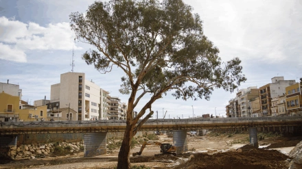 Árbol del año eucalipto