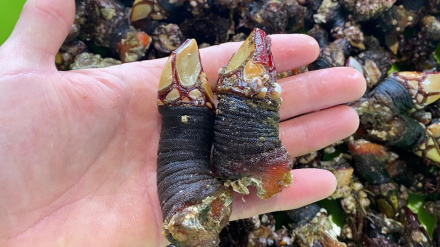 La calidad de los percebes en el Ortegal es una constante