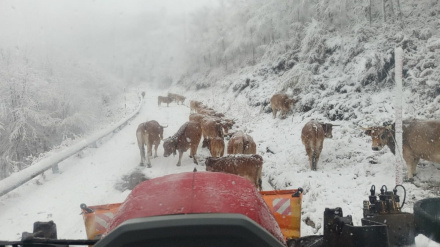 Tresviso, vacas y tractor en la carretera