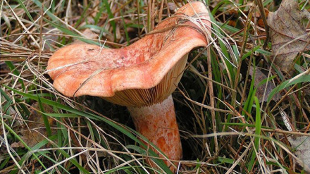 En los últimos días han aparecido algunos ejemplares de boletus y níscalo en una campaña tardía en Soria