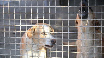 Obras de ampliación del Centro de Protección y Adopción Animal