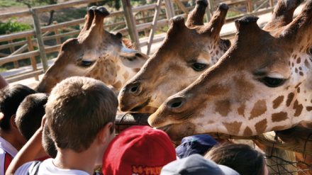 Un grupo de niños acaricia a animales en Terra Natura Murcia