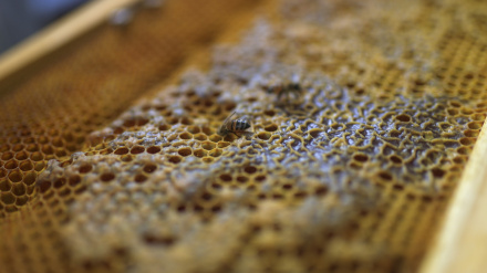 Una abeja, en un panal