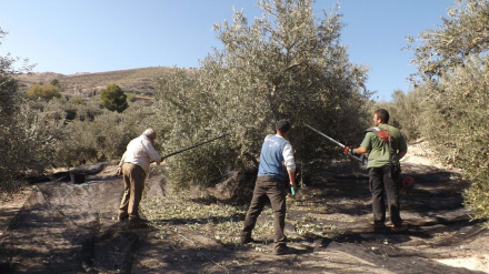 Trabajadores recolectando aceitunas en el campo olivas aragon