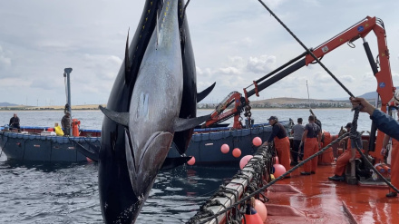 Marta Crespo, gerente de la OPP de las Almadrabas