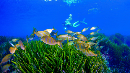 Buceo en la Región de Murcia. Instituto de Turismo Región de Murcia