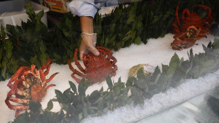 Un centollo es puesto a la venta en una pescadería madrileña