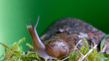 Caracol
