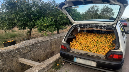 La Policía Local evita el robos de 150 kilogramos de naranjas en Burriana