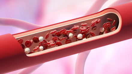 Red and white blood cells in the vein. Leukocyte normal level. 3D illustration