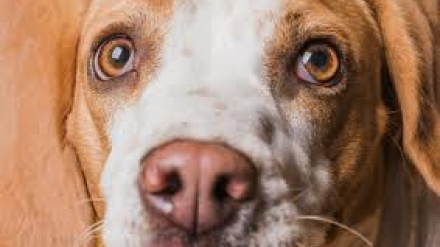 ¿Y si tu perro no te ve? Los signos ocultos que delatan problemas de visión según una oftalmóloga veterinaria