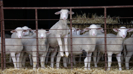 Imagen de recurso de ovejas