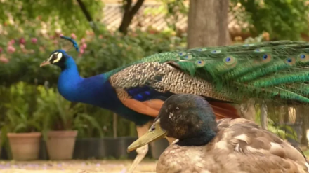 Imagen de un pavo real junto a un pato