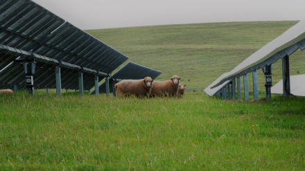 Pastoreo fotovoltaico